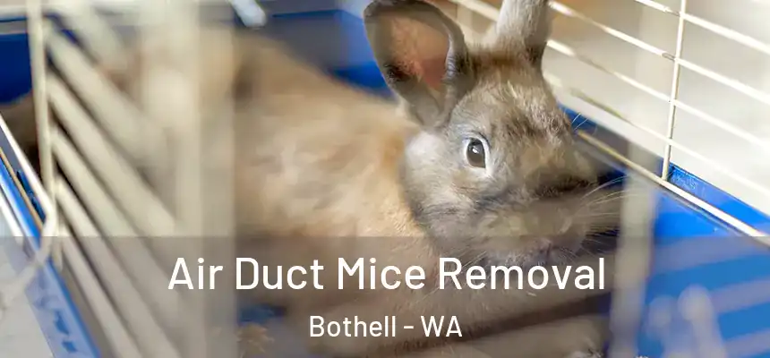  Air Duct Mice Removal Bothell - WA